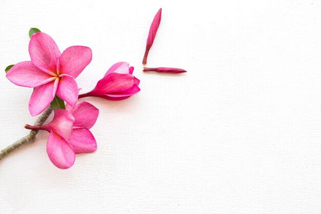 Arranjo de flores rosa frangipani em estilo de cartão postal