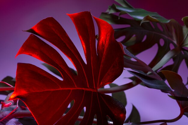 Foto arranjo de folhas de monstera vermelho