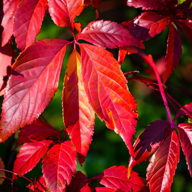 Arranjo de folhas vermelhas na natureza