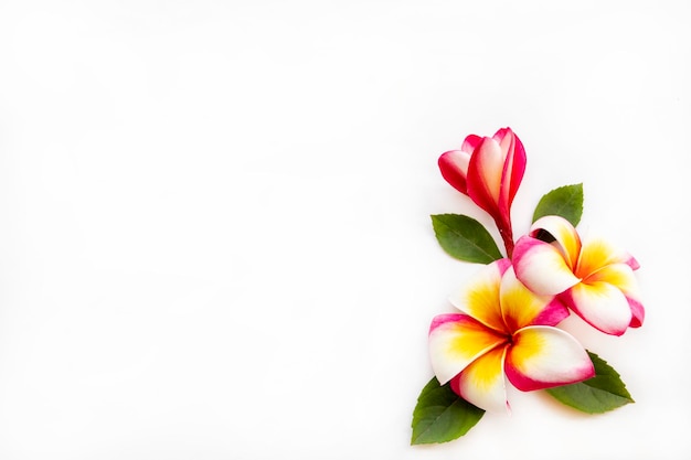 Foto arranjo de frangipani de flores coloridas estilo de cartão postal plano leigo