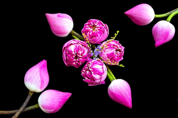 arranjo de lótus de flores cor de rosa estilo de cartão postal plano leigo em preto