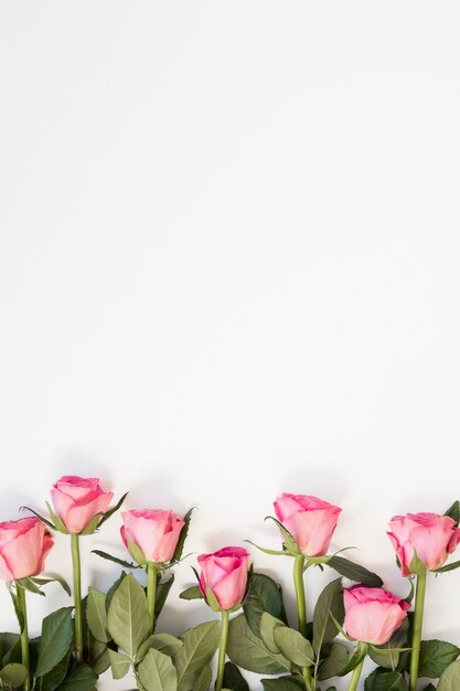 Arranjo de rosas rosa em fundo de espaço branco cópia