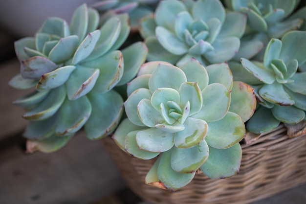 Arranjo de suculentas de cactos em um plantador