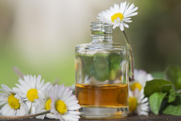 arranjo de uma garrafa de óleo essencial e margaridas com folha de hortelã fresca em uma mesa de madeira