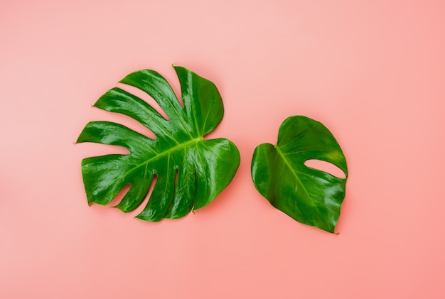 Arranjo monstera verde esquerda itens em papel rosa plana lay com estilo minimalista por tom pastel