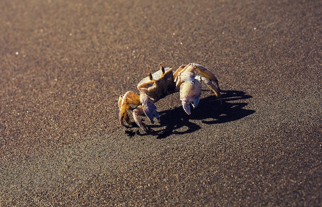 Arrastre de cangrejo en la playa del mar cerrar