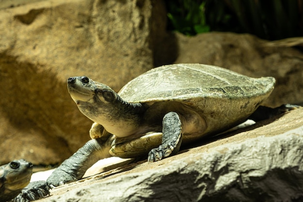 Arrau-Schildkröte Podocnemis expansa Südamerikanische Amazonas-Flussschildkräute