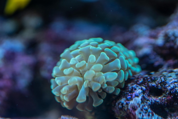 Arrecife de coral del acuario marino