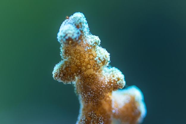 Arrecife de coral del acuario marino