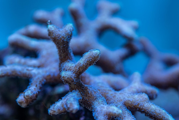 Arrecife de coral del acuario marino