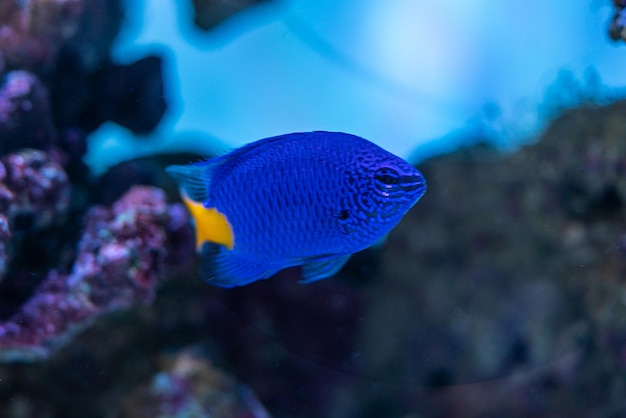 Arrecife de coral del acuario marino