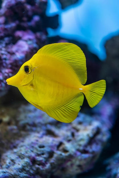 Arrecife de coral del acuario marino