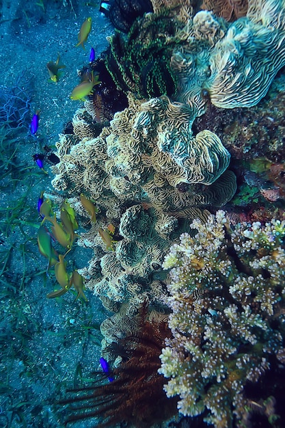 arrecife de coral bajo el agua/laguna de coral marino, ecosistema oceánico