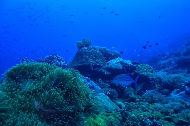 arrecife de coral bajo el agua/laguna de coral marino, ecosistema oceánico