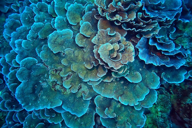 arrecife de coral bajo el agua / laguna con corales, paisaje submarino, viaje de esnórquel