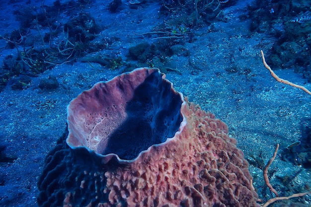 arrecife de coral bajo el agua / laguna con corales, paisaje submarino, viaje de esnórquel