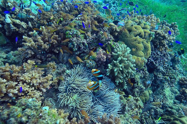 arrecife de coral bajo el agua / laguna con corales, paisaje submarino, viaje de snorkel