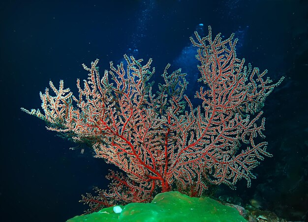 arrecife de coral bajo el agua / laguna con corales, paisaje submarino, viaje de snorkel