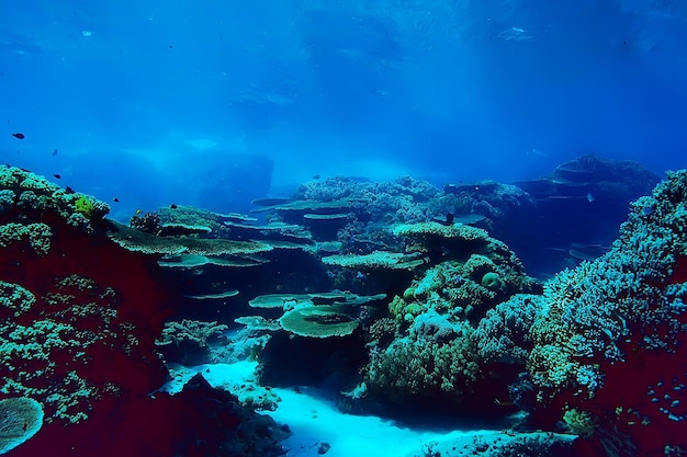 arrecife de coral bajo el agua / mar laguna de coral, ecosistema oceánico