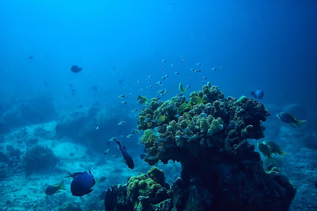 arrecife de coral bajo el agua / mar laguna de coral, ecosistema oceánico