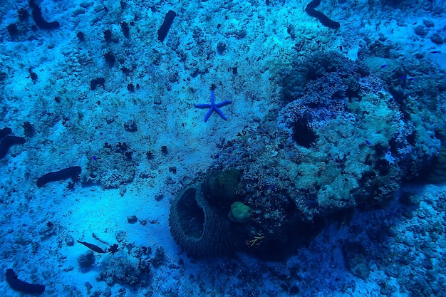 arrecife de coral bajo el agua / mar laguna de coral, ecosistema oceánico