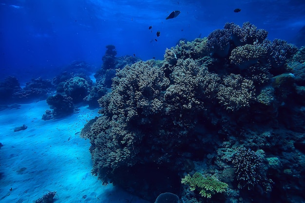 arrecife de coral bajo el agua / mar laguna de coral, ecosistema oceánico