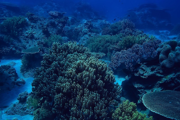 arrecife de coral bajo el agua / mar laguna de coral, ecosistema oceánico