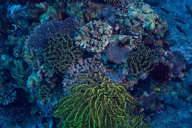 arrecife de coral bajo el agua / mar laguna de coral, ecosistema oceánico