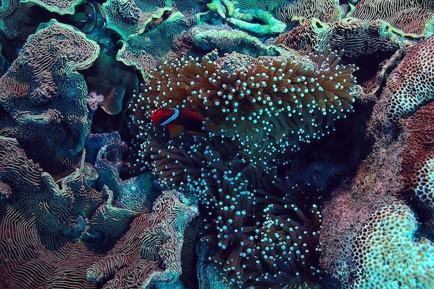 arrecife de coral bajo el agua / mar laguna de coral, ecosistema oceánico