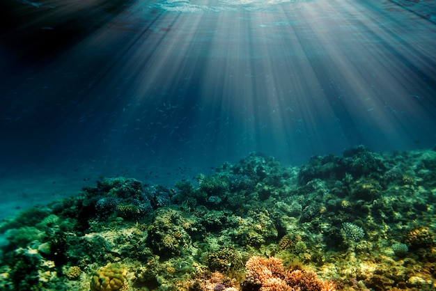 Arrecife de coral bajo el agua en el mar rojo