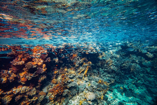 Arrecife de coral bajo el agua en el mar rojo