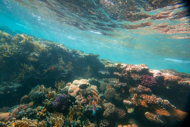 Arrecife de coral bajo el agua en el mar rojo