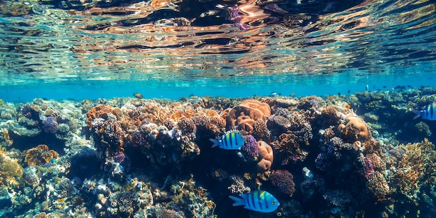 Arrecife de coral bajo el agua en el mar rojo