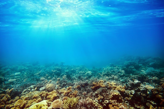 Arrecife de coral bajo el agua en el mar rojo