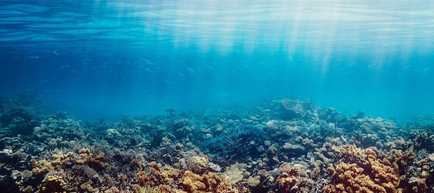 Arrecife de coral bajo el agua en el mar rojo