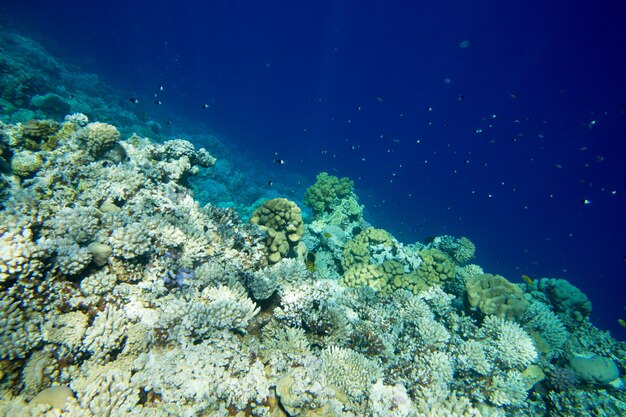 Arrecife de coral bajo el agua