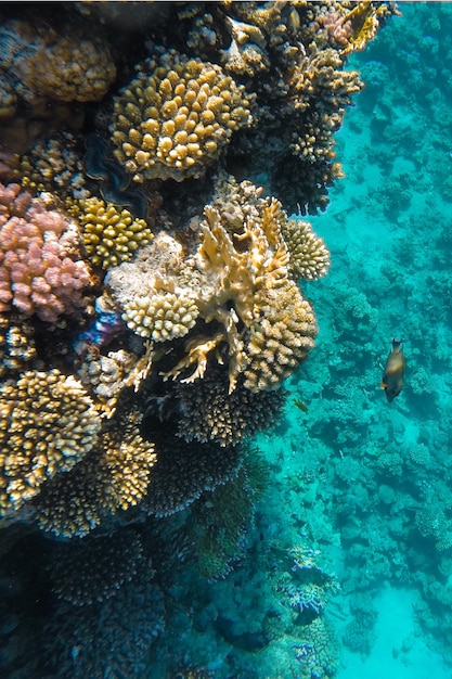 Arrecife de coral colorido cerca del mar en agua azul