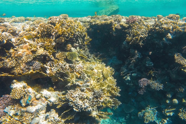 El arrecife de coral es brillante en el mar azul cerca de la superficie del agua