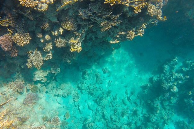 El arrecife de coral es vibrante y vibrante en el agua azul clara del mar.