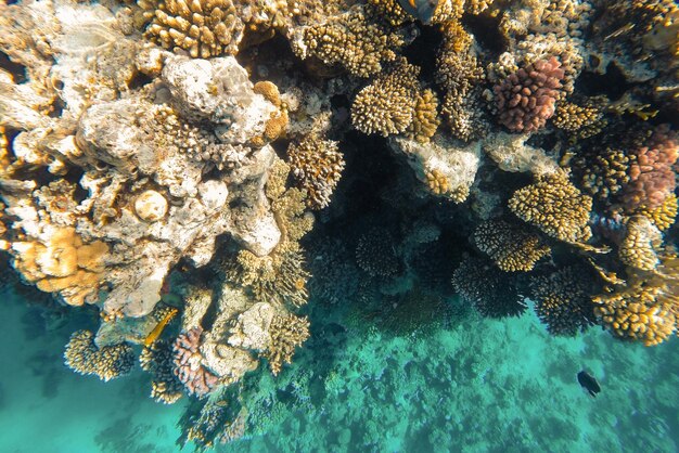 El arrecife de coral es vibrante y vibrante en el agua azul clara del mar.