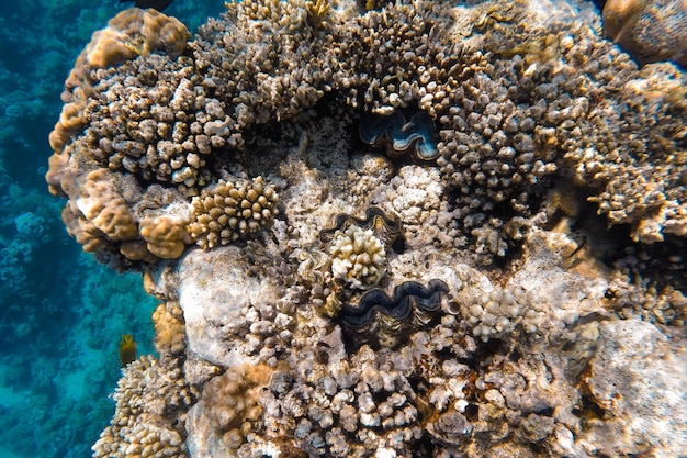 El arrecife de coral está vivo visible a través del agua azul