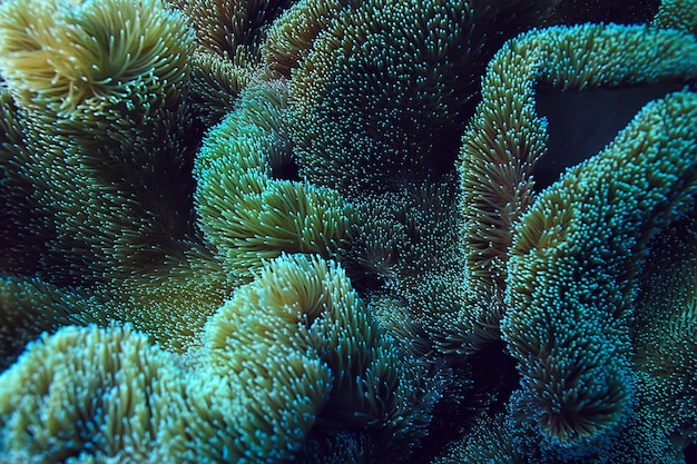 Foto arrecife de coral macro / textura, fondo abstracto del ecosistema marino en un arrecife de coral