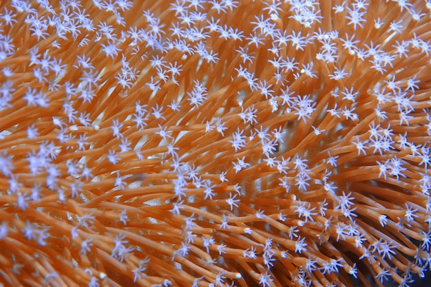 Foto arrecife de coral macro / textura, fondo abstracto del ecosistema marino en un arrecife de coral