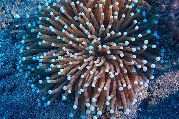 Arrecife de coral macro / textura, fondo abstracto del ecosistema marino en un arrecife de coral