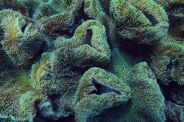 Foto arrecife de coral macro / textura, fondo abstracto del ecosistema marino en un arrecife de coral