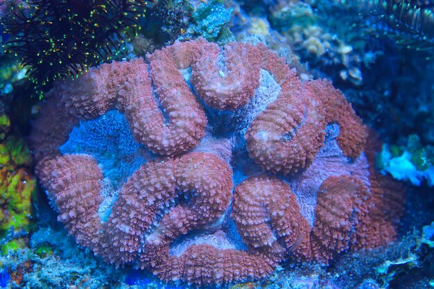 Arrecife de coral macro / textura, fondo abstracto del ecosistema marino en un arrecife de coral