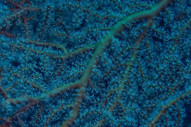 Arrecife de coral macro / textura, fondo abstracto del ecosistema marino en un arrecife de coral