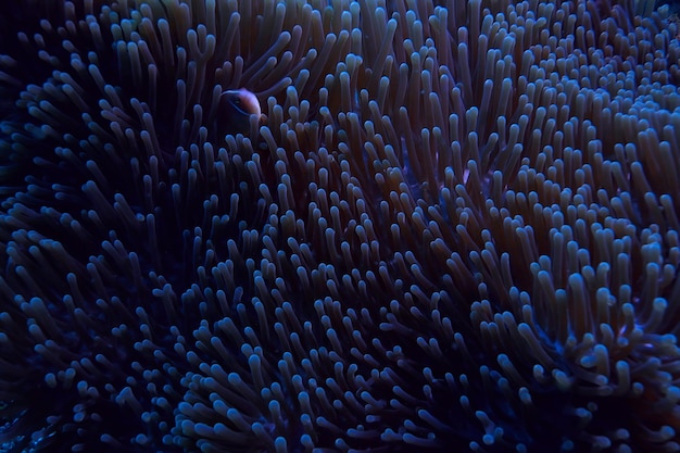 Arrecife de coral macro / textura, fondo abstracto del ecosistema marino en un arrecife de coral