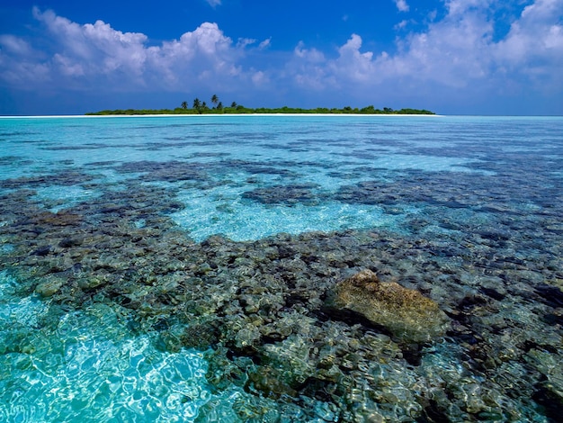 arrecife de coral las maldivas