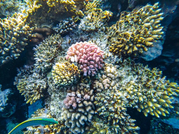 Arrecife de coral del mar rojo. primer plano de los corales.